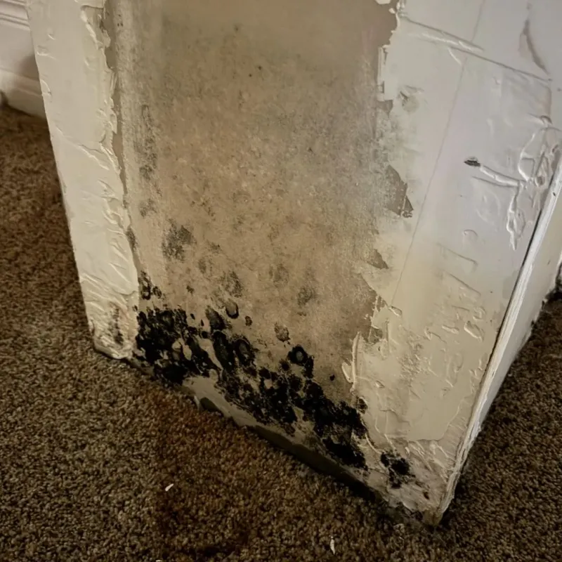 Professional Mold Removal in Gardendale, AL